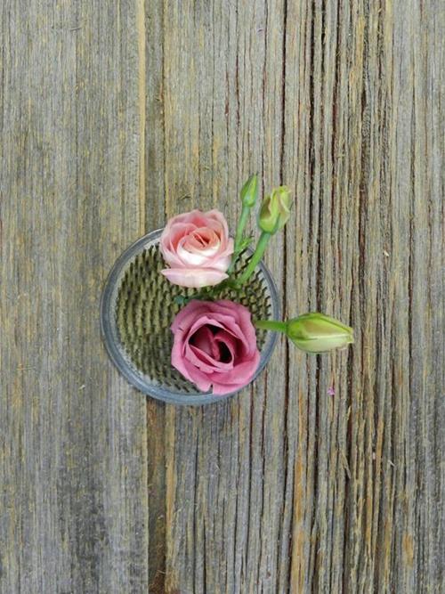 PINK LISIANTHUS